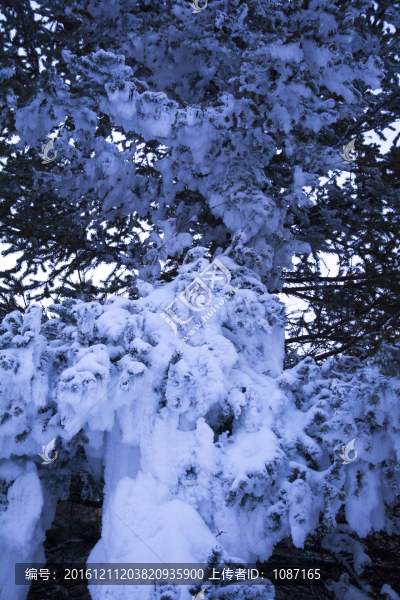大雪壓青松