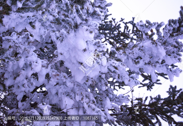 大雪壓青松