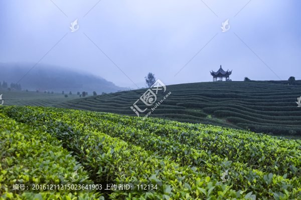 茶園風(fēng)光,茶山