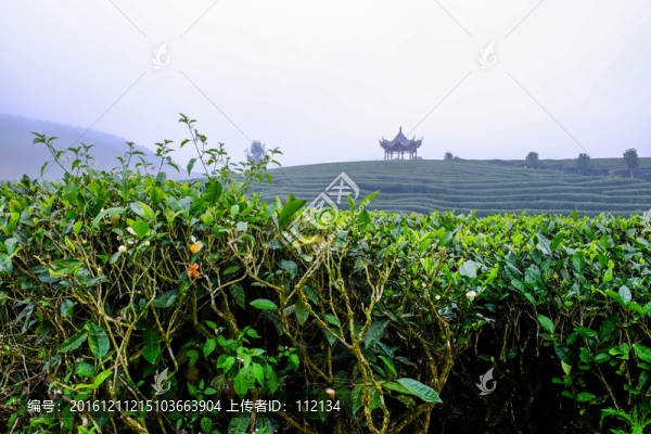 茶園,茶樹,茶山