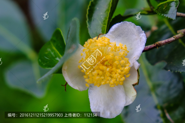 茶花,茶葉