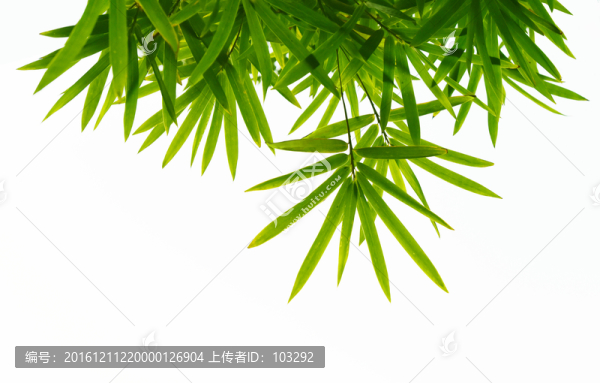 白背景的竹葉