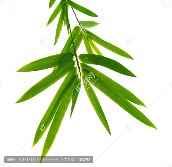 白背景的竹葉