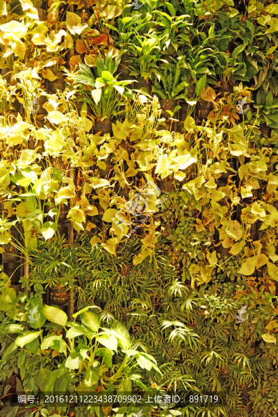 植物墻,植被墻