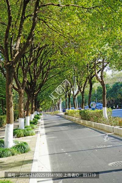 马路边的树,街道绿化