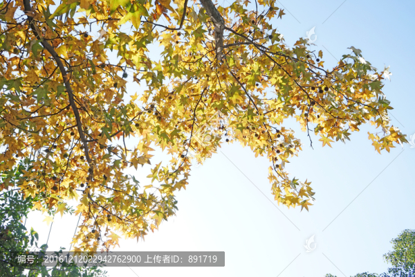 楓葉素材,陽光樹葉,秋天景色