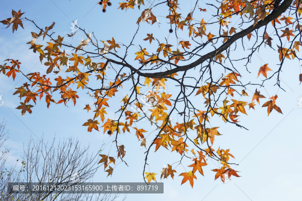 楓葉素材,陽光樹葉,秋天景色