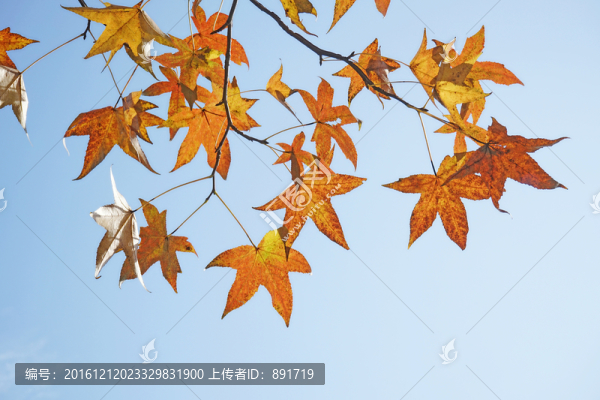 楓葉背景素材,秋天的樹葉