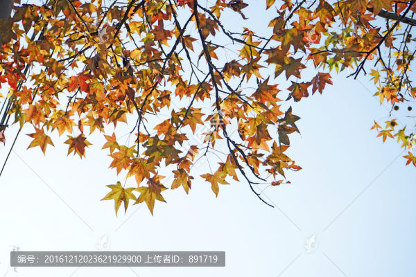 秋天的樹葉,紅色的樹葉