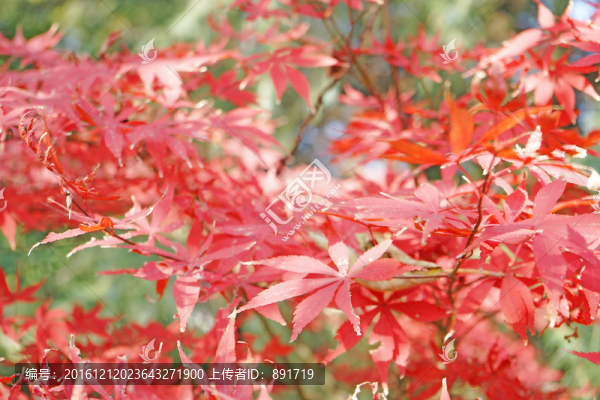 紅楓楓葉,香山天平山棲霞山