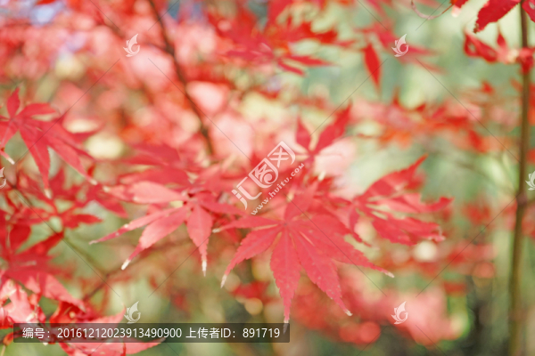 紅色楓葉高清,紅楓背景