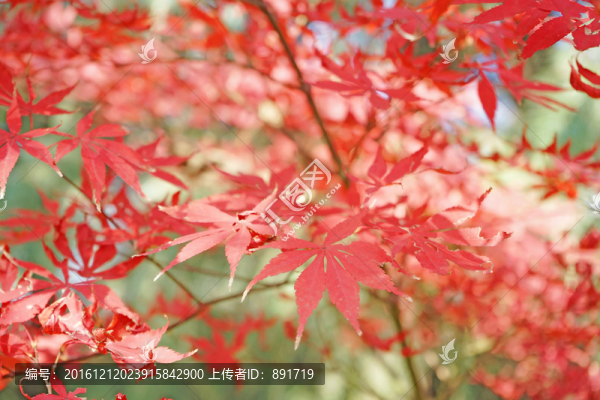 紅色楓葉高清,紅楓背景