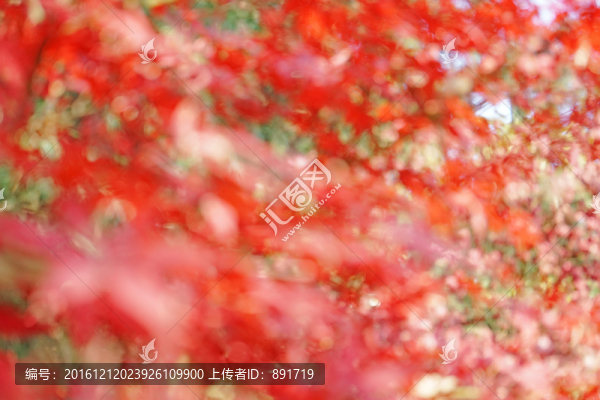 紅色楓葉高清,紅楓背景