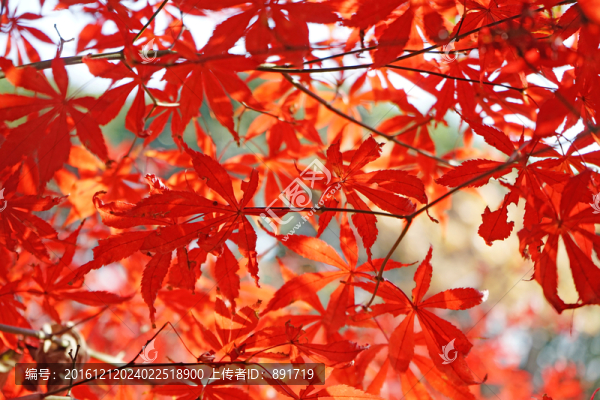 紅色楓葉高清,紅楓背景
