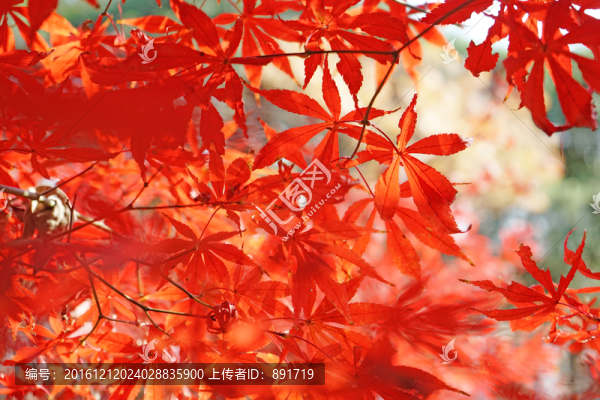 紅色楓葉高清,紅楓背景