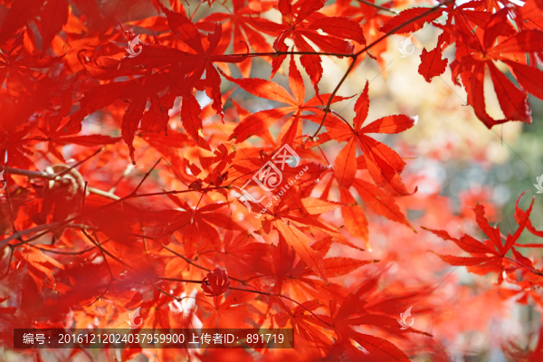 紅色楓葉高清,紅楓背景