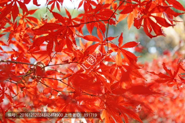 紅色楓葉高清,紅楓背景