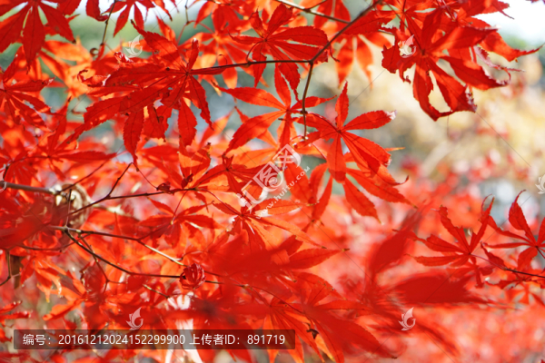 紅楓楓葉,香山天平山棲霞山