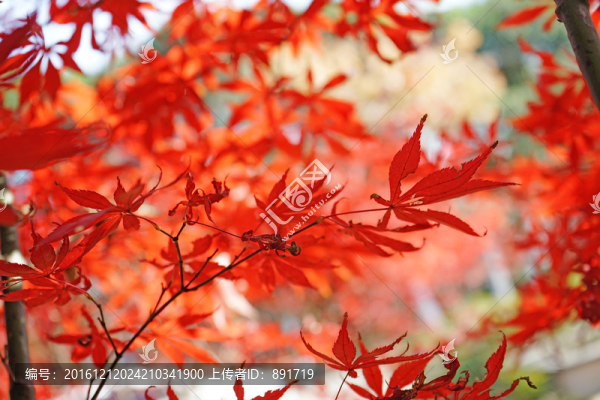 紅楓楓葉,香山天平山棲霞山