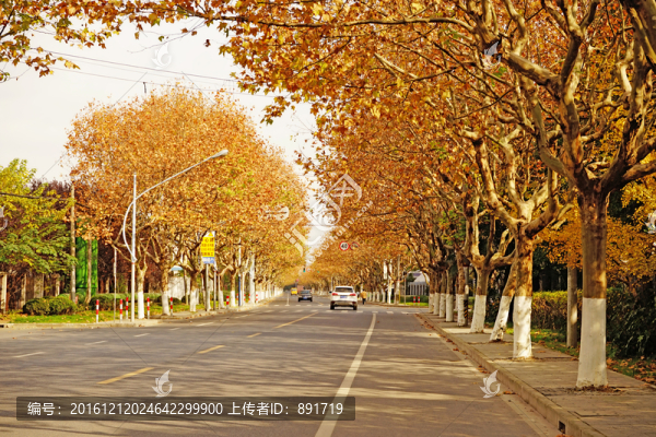 秋景,秋天的道路,梧桐樹