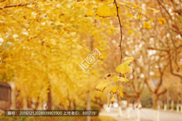 秋天的銀杏葉背景,高清特寫