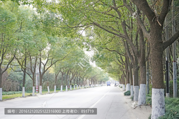 陽(yáng)光樹(shù)林,馬路邊的樹(shù)