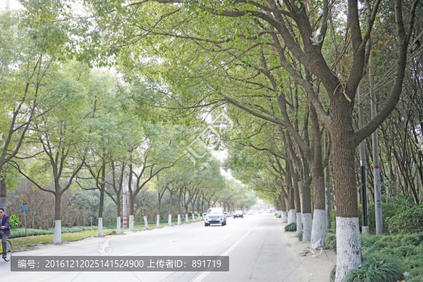 陽光樹林,馬路邊的樹