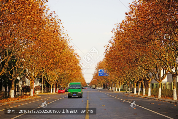 秋天的梧桐樹,行道樹秋景