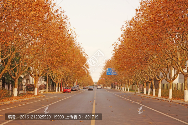 楓葉素材,陽光樹葉,秋天景色