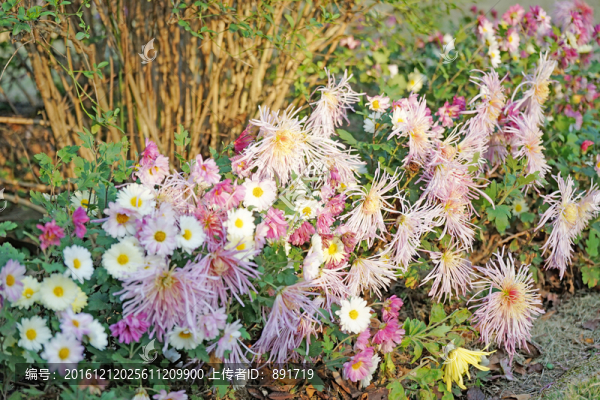 花海,菊花,鮮花背景