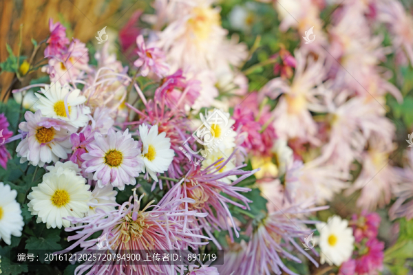 花海,菊花,鮮花背景