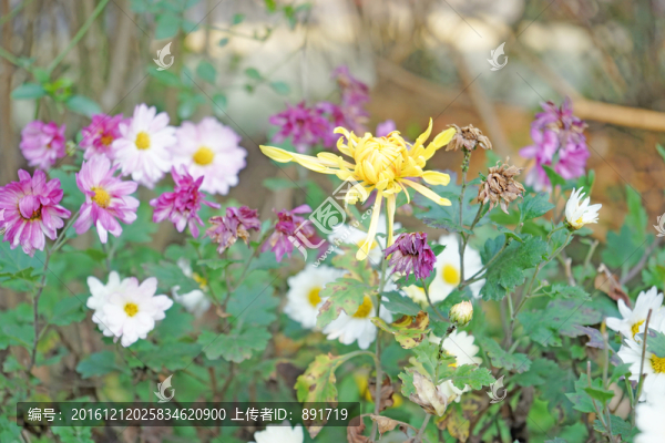 菊花高清,秋菊,雛菊