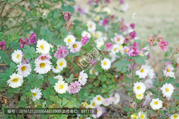 菊花高清,秋菊,雛菊