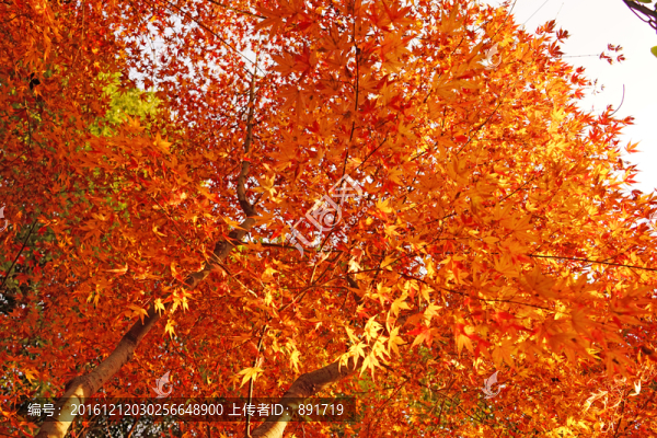 紅楓葉高清,唯美秋景,紅葉素材