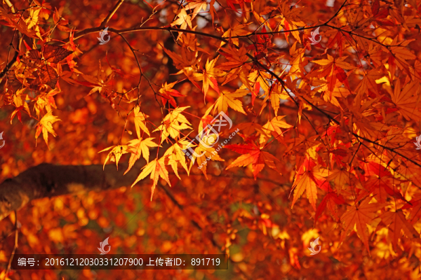 紅楓葉高清,唯美秋景,紅葉素材