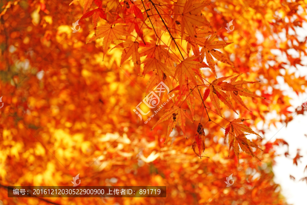 紅楓葉高清,唯美秋景,紅葉素材