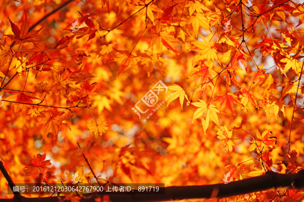 紅楓葉高清,唯美秋景,紅葉素材