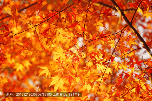 紅楓葉高清,唯美秋景,香山紅葉