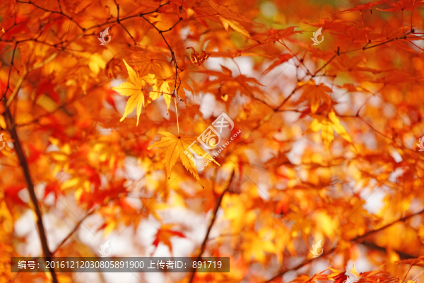 紅楓葉高清,唯美秋景,紅葉素材