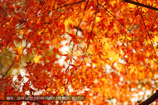 紅楓背景,楓葉素材,香山紅葉