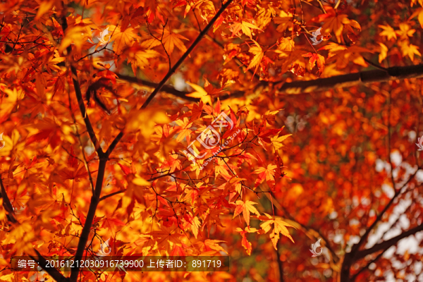紅楓背景,楓葉素材,唯美秋景