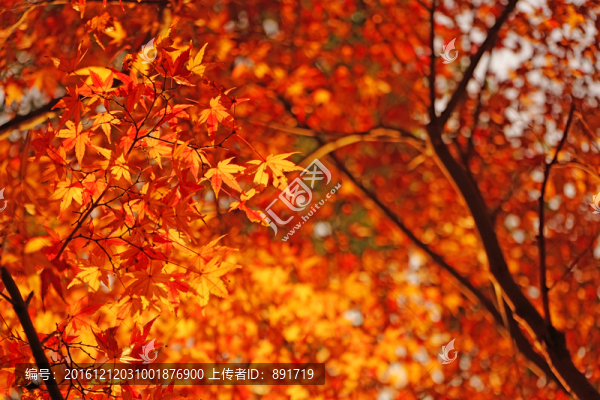 紅楓背景,楓葉素材,香山紅葉