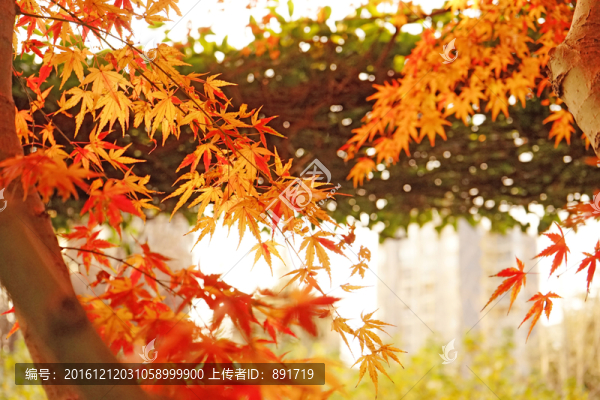 紅楓背景,楓葉素材,秋景素材