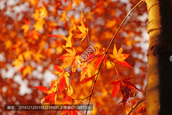 紅楓背景,楓葉素材,秋景素材