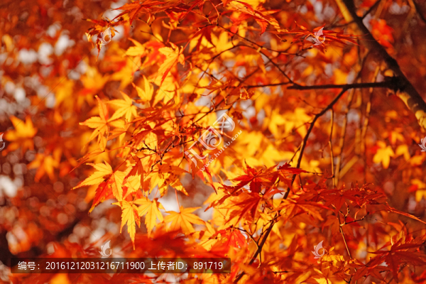 紅楓背景,楓葉素材,秋景素材