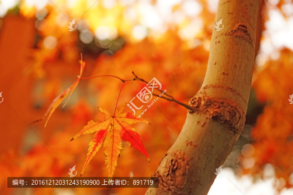 紅楓背景,楓葉素材,秋景素材