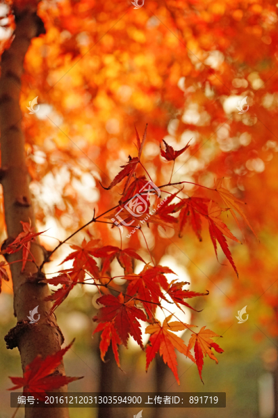 唯美高清楓葉,香山紅葉