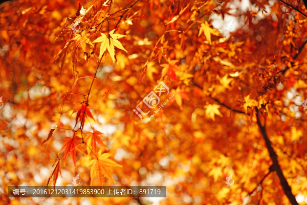 唯美高清紅楓葉,秋葉,香山紅葉