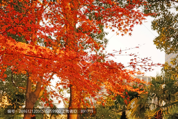 唯美高清紅楓葉,秋葉,黃葉