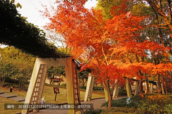 唯美高清紅楓樹(shù),香山紅葉